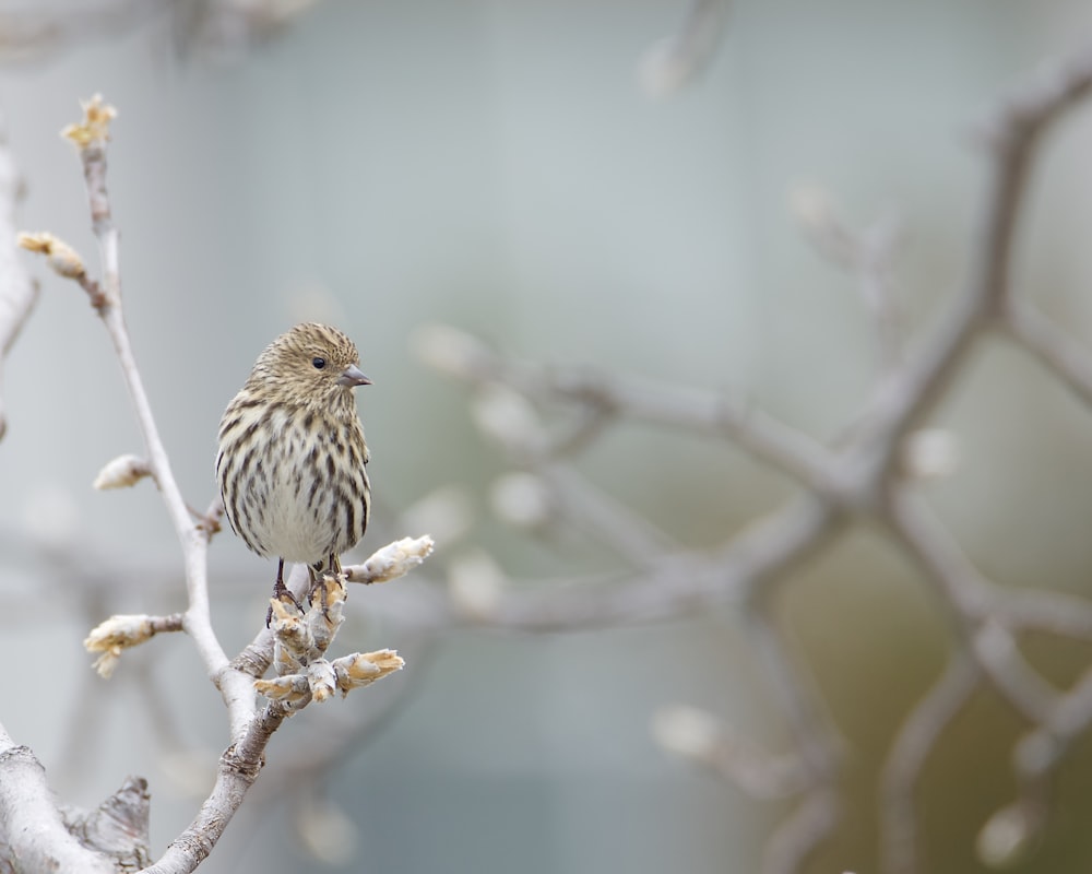 a small bird sitting on a branch of a tree