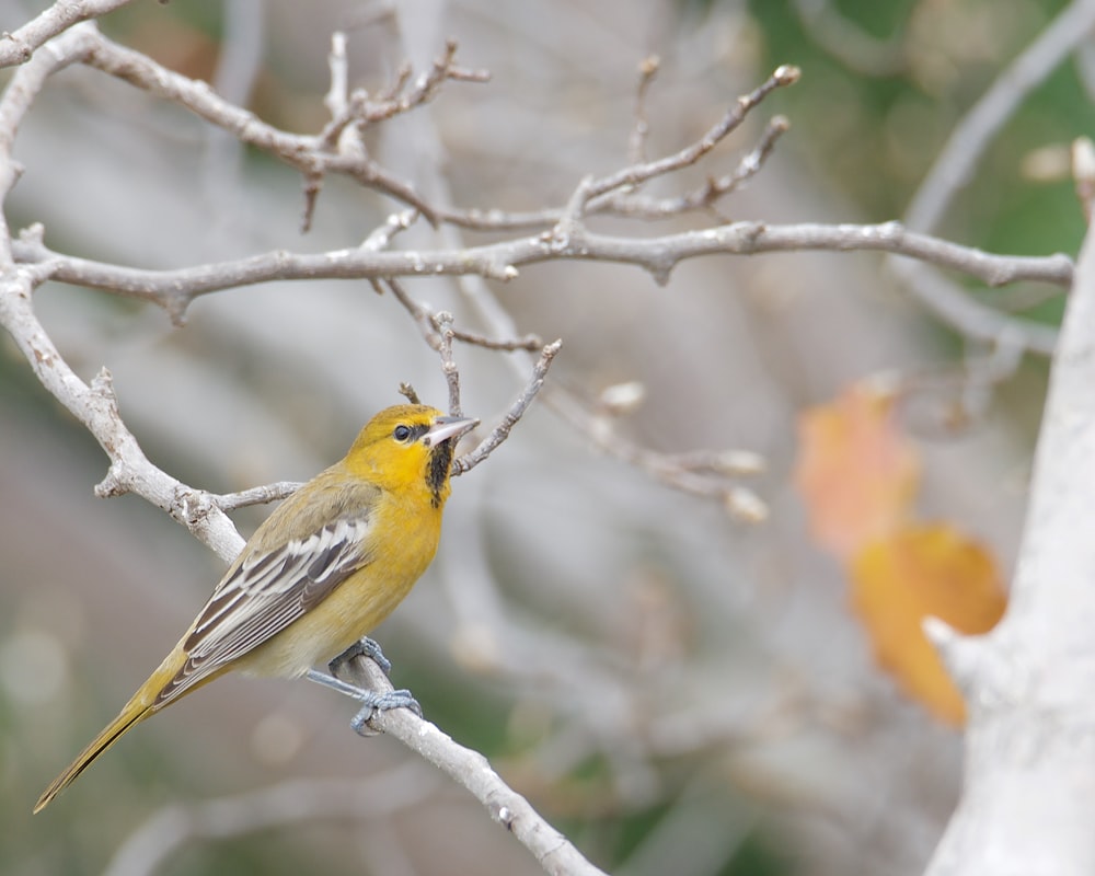 a small yellow bird perched on top of a tree branch