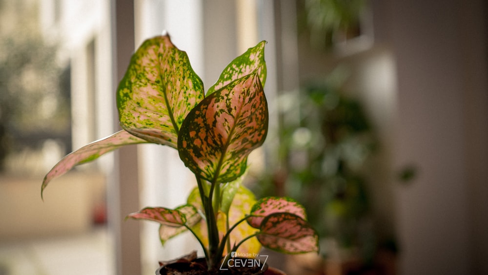 a green and red plant in a brown pot