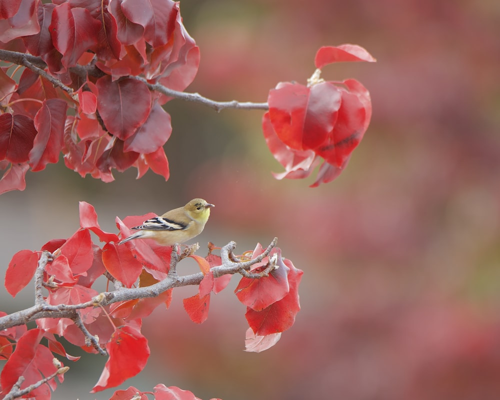 Un uccello appollaiato su un ramo con foglie rosse