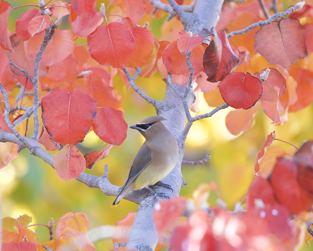 a bird is perched on a tree branch