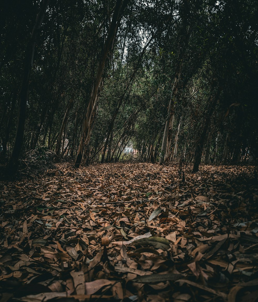 a forest filled with lots of leaf covered ground