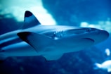 A shark swimming in a large aquarium or the open ocean, its streamlined body cutting through the blue-hued water. The lighting highlights its dorsal fin and sleek skin texture.