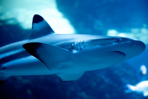 A shark swimming in a large aquarium or the open ocean, its streamlined body cutting through the blue-hued water. The lighting highlights its dorsal fin and sleek skin texture.