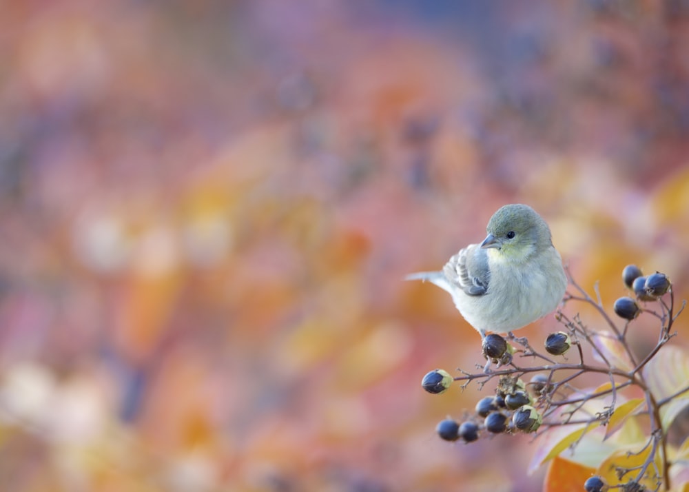 Un pequeño pájaro sentado encima de una planta