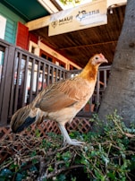 A chicken with a mix of brown, orange, and black feathers stands on a patch of greenery in front of a building. The building background features a wooden fence and a sign that reads 'Maui Brewing Co. Ohana Seafood Bar & Grill'. The scene suggests an outdoor or semi-outdoor setting with natural and architectural elements.