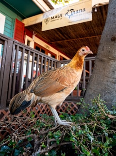 A chicken with a mix of brown, orange, and black feathers stands on a patch of greenery in front of a building. The building background features a wooden fence and a sign that reads 'Maui Brewing Co. Ohana Seafood Bar & Grill'. The scene suggests an outdoor or semi-outdoor setting with natural and architectural elements.