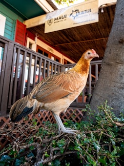 A chicken with a mix of brown, orange, and black feathers stands on a patch of greenery in front of a building. The building background features a wooden fence and a sign that reads 'Maui Brewing Co. Ohana Seafood Bar & Grill'. The scene suggests an outdoor or semi-outdoor setting with natural and architectural elements.