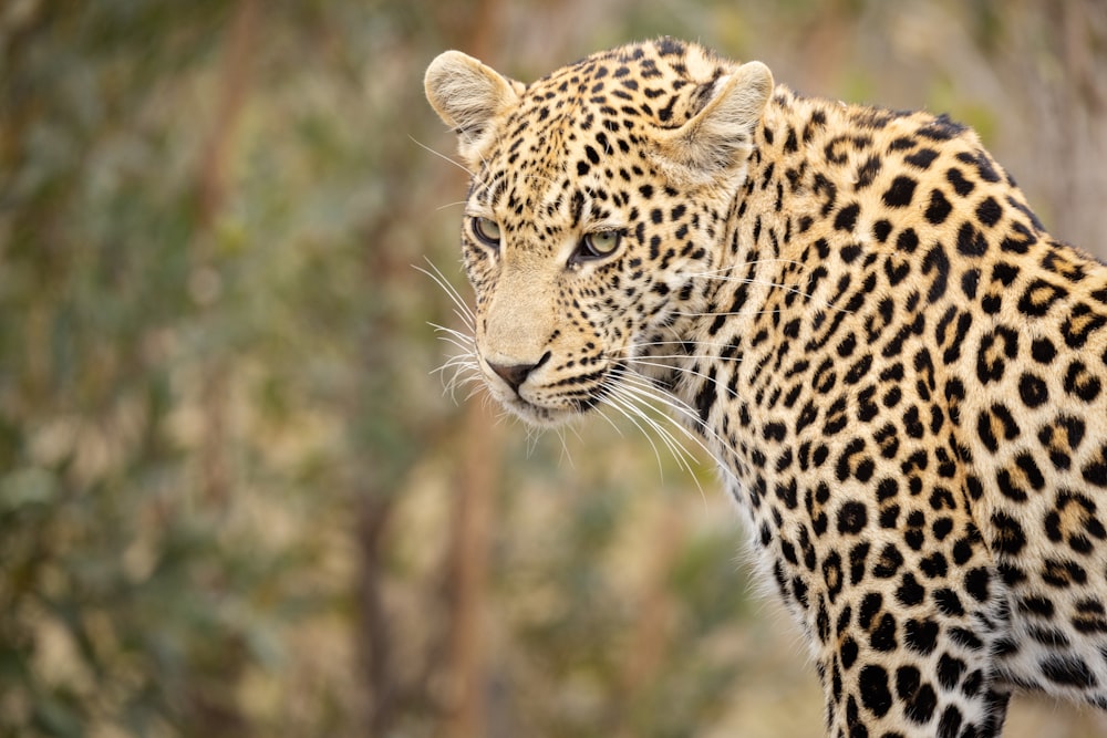 a large leopard standing next to a forest filled with trees