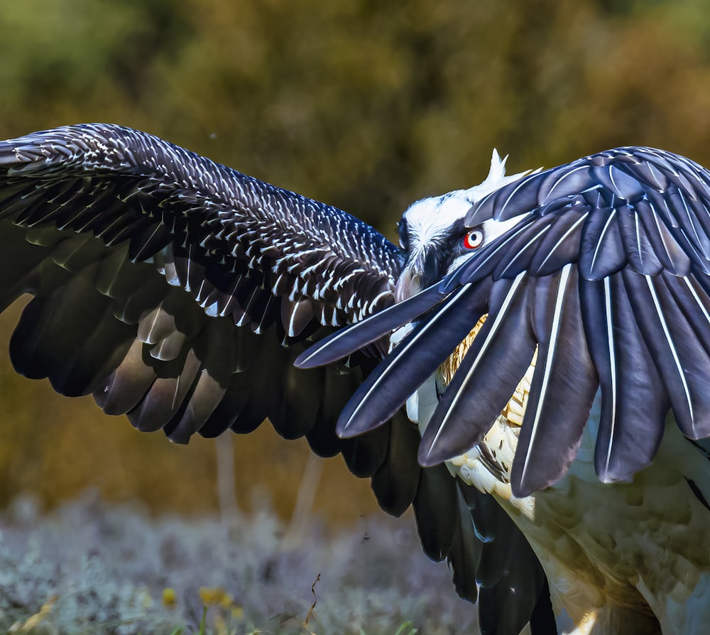 a black and white bird with its wings spread