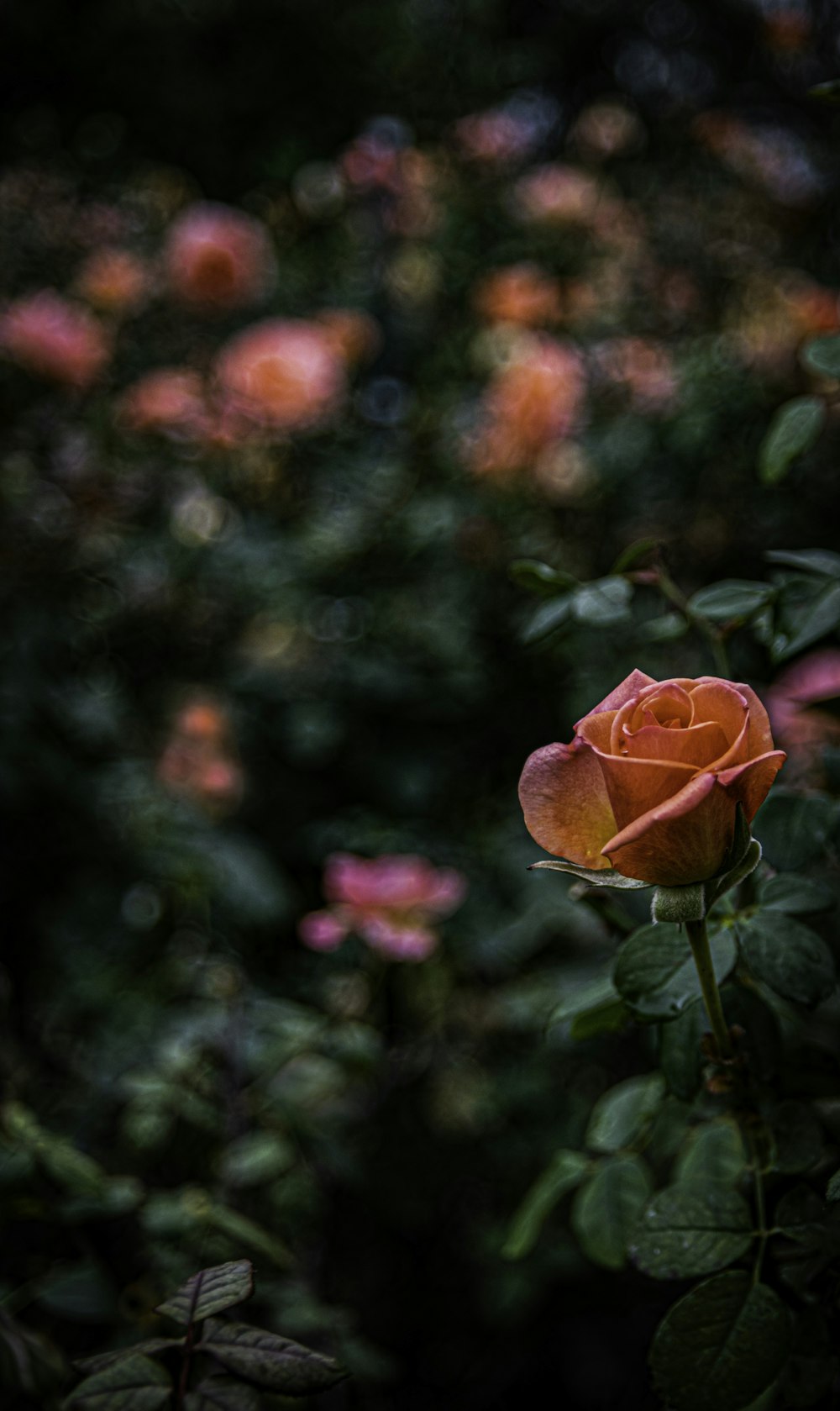 a single orange rose in a garden full of pink flowers