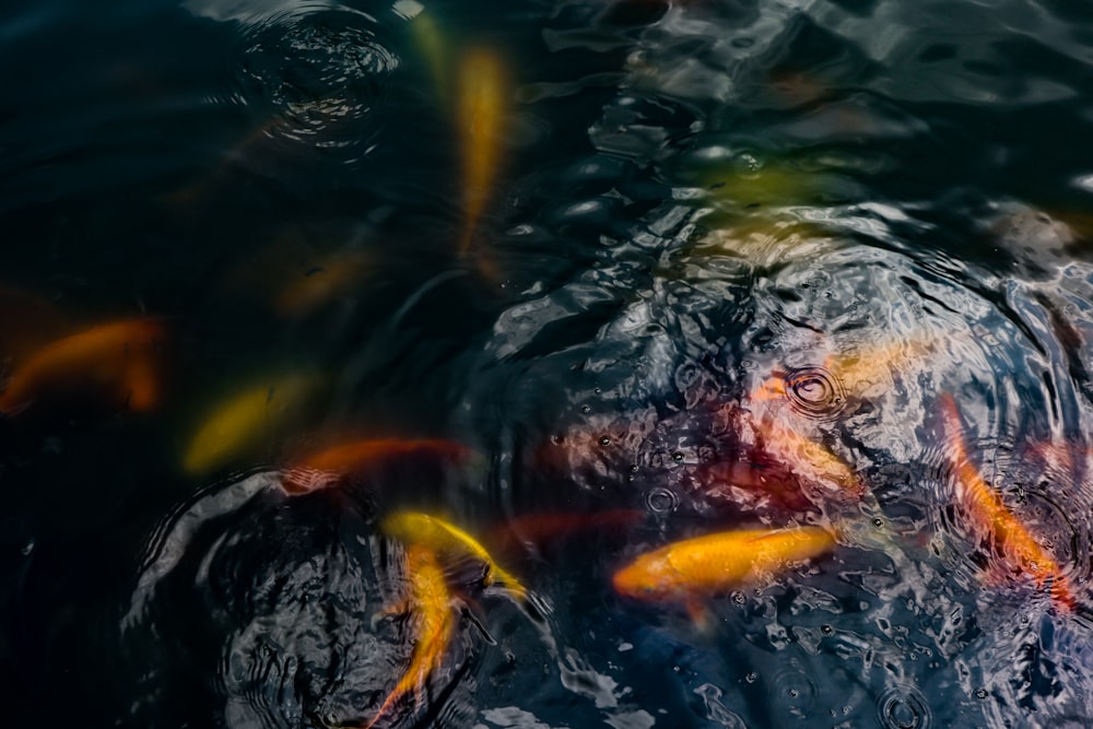 a group of fish swimming in a pond