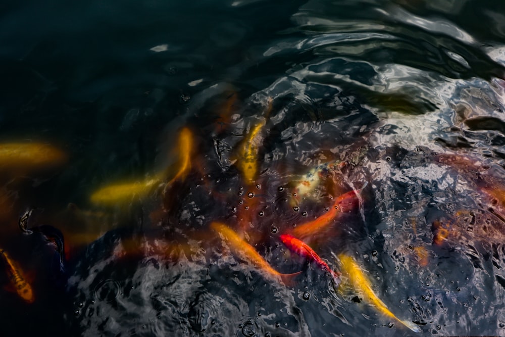 a group of fish swimming in the water