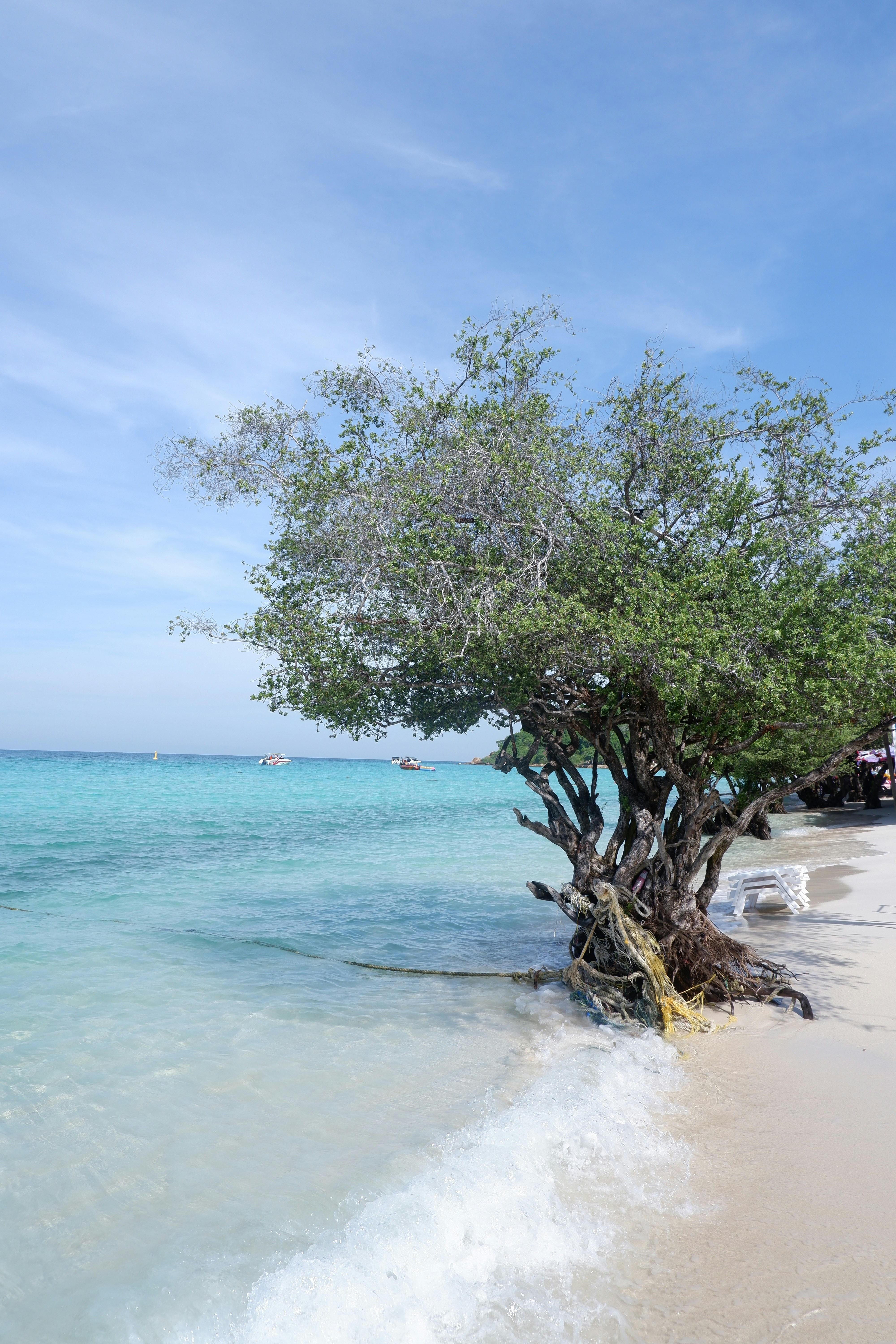 a tree that is on the side of a beach