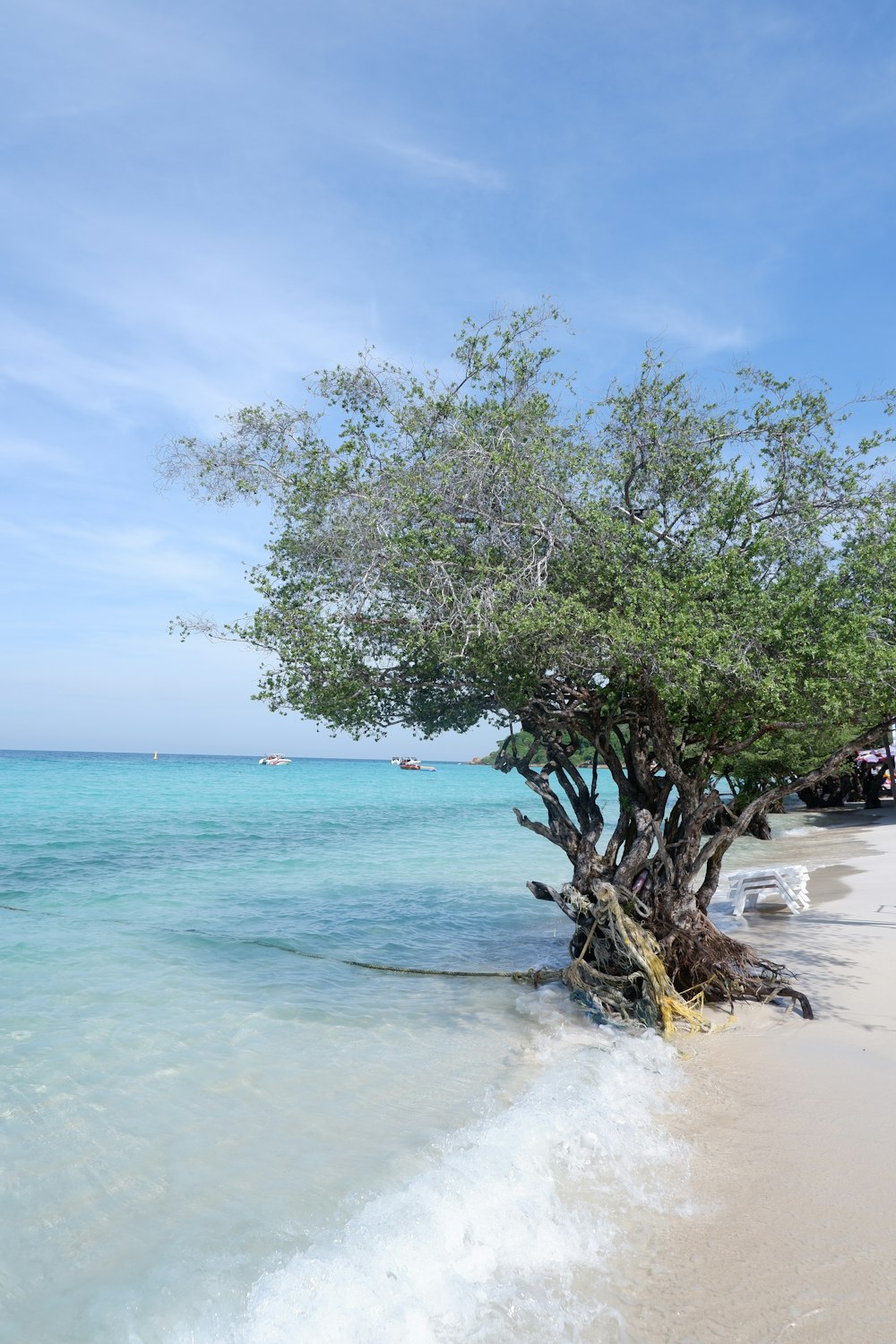 a tree that is on the side of a beach