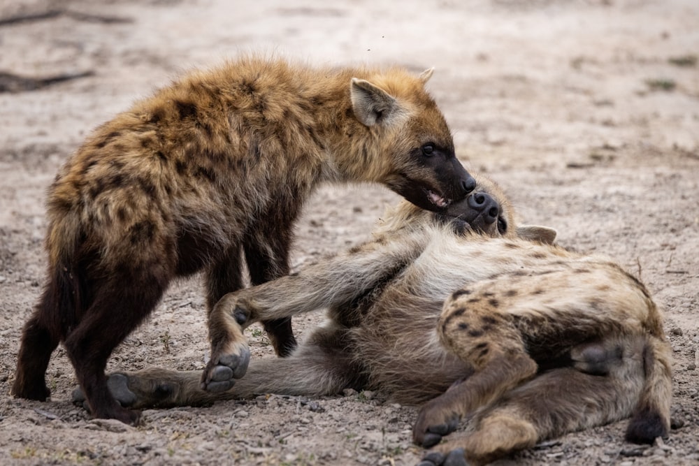 two hyenas playing with each other in the dirt