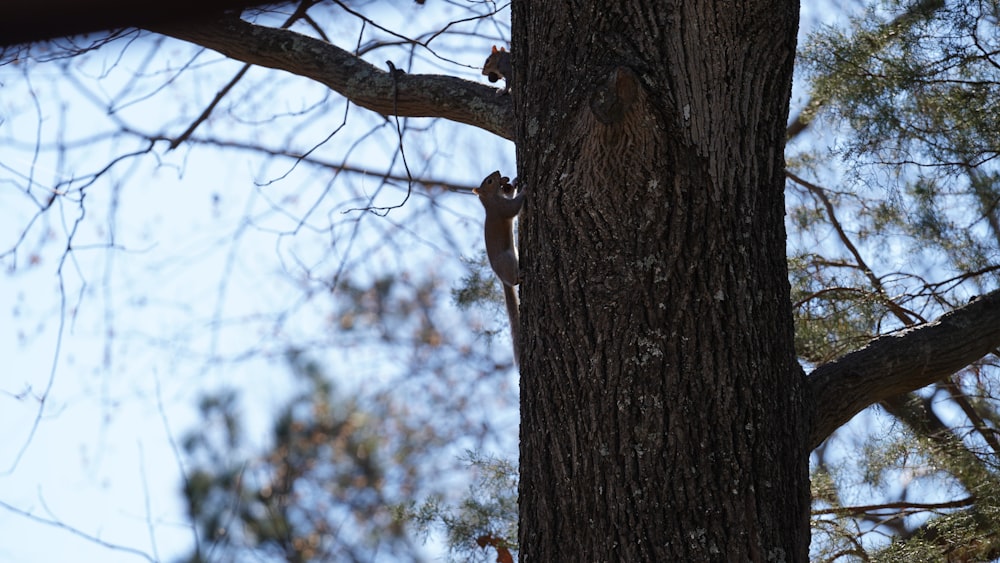 a bird is perched on the side of a tree