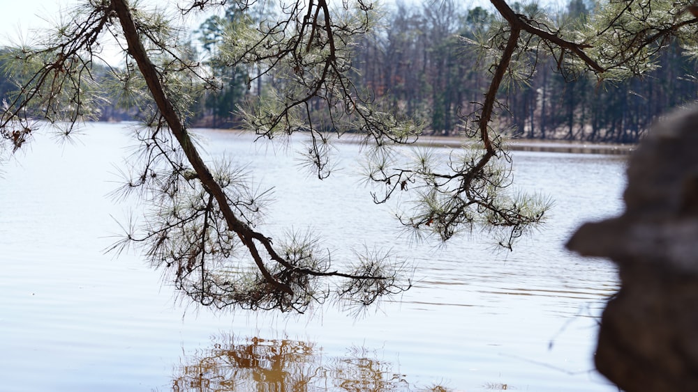 a body of water surrounded by trees and rocks