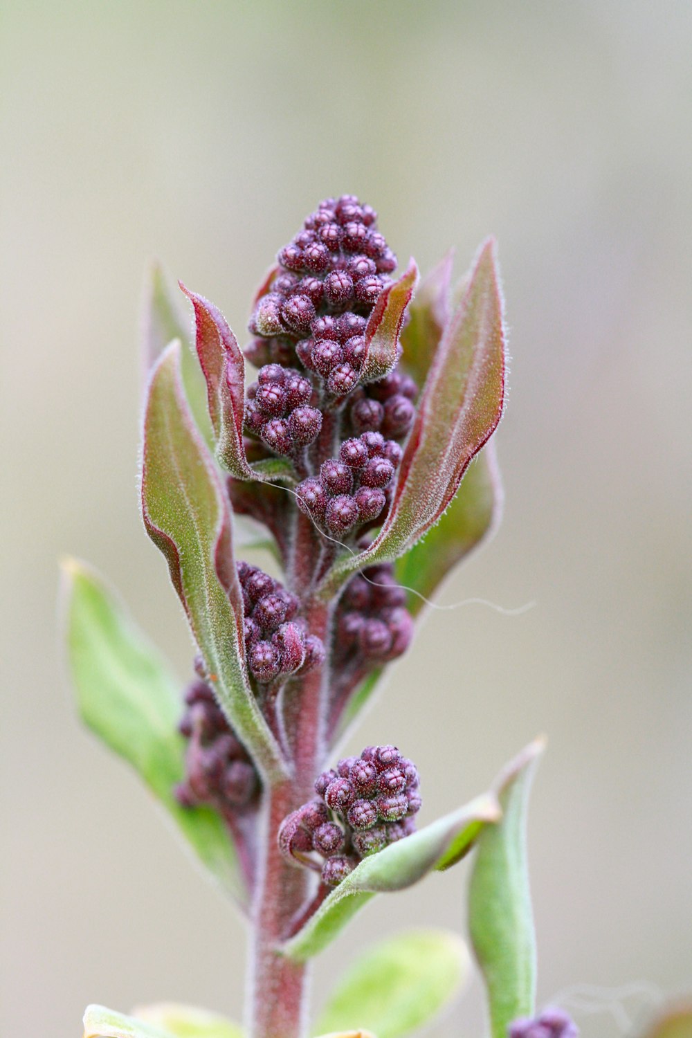 a close up of a plant with purple flowers