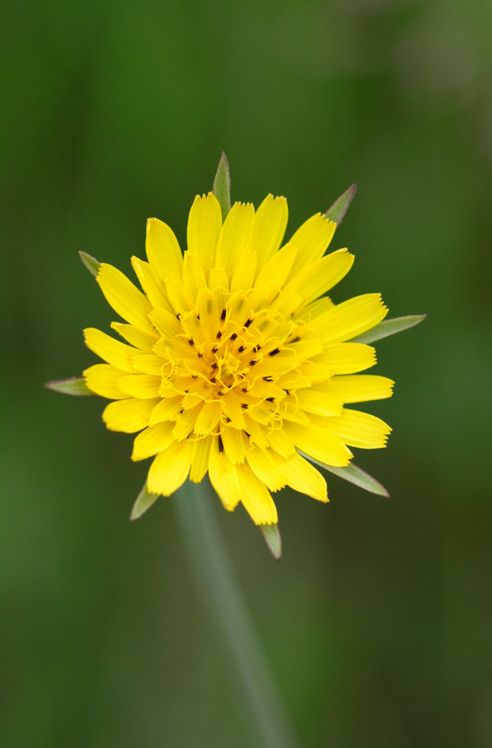 a close up of a yellow flower with a blurry background