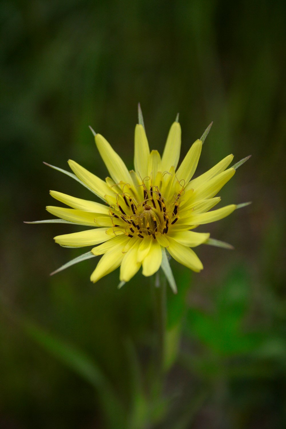 a close up of a yellow flower with a blurry background