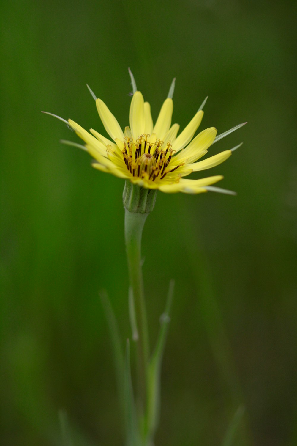 a close up of a yellow flower in a field