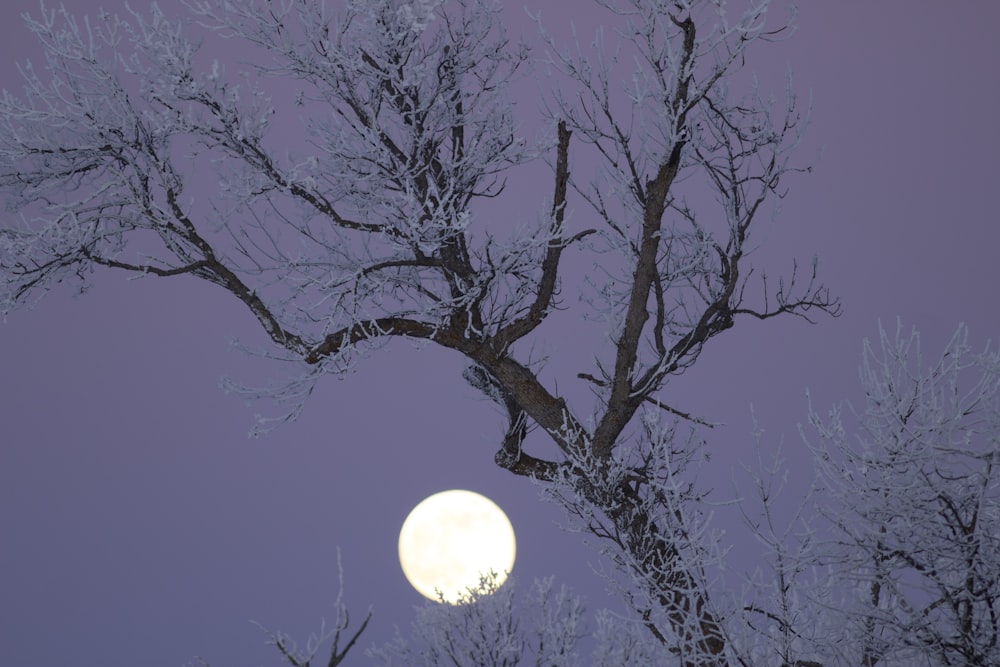 a full moon seen through the branches of a tree