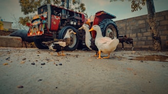 A rural scene featuring three ducks standing on a wet, muddy ground in front of a red tractor with colorful decorative artwork. The background includes a stone wall, a tree, and parts of a rural building.