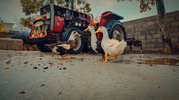 A rural scene featuring three ducks standing on a wet, muddy ground in front of a red tractor with colorful decorative artwork. The background includes a stone wall, a tree, and parts of a rural building.