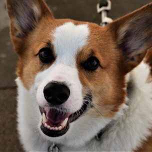 A caring veterinarian examining a happy dog in a bright clinic.