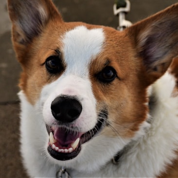 A close-up of a happy dog with brown and white fur, showing an open mouth and bright eyes. The dog's ears are perked up, and it appears to be on a leash.