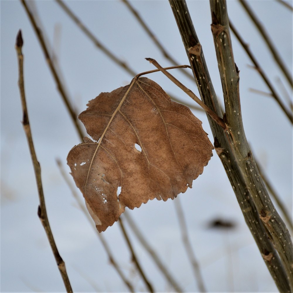 una hoja que está sentada en la rama de un árbol