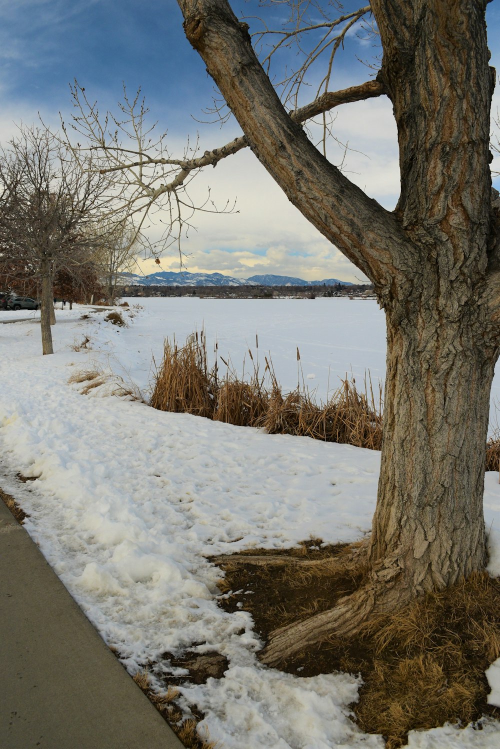 a tree that is standing in the snow