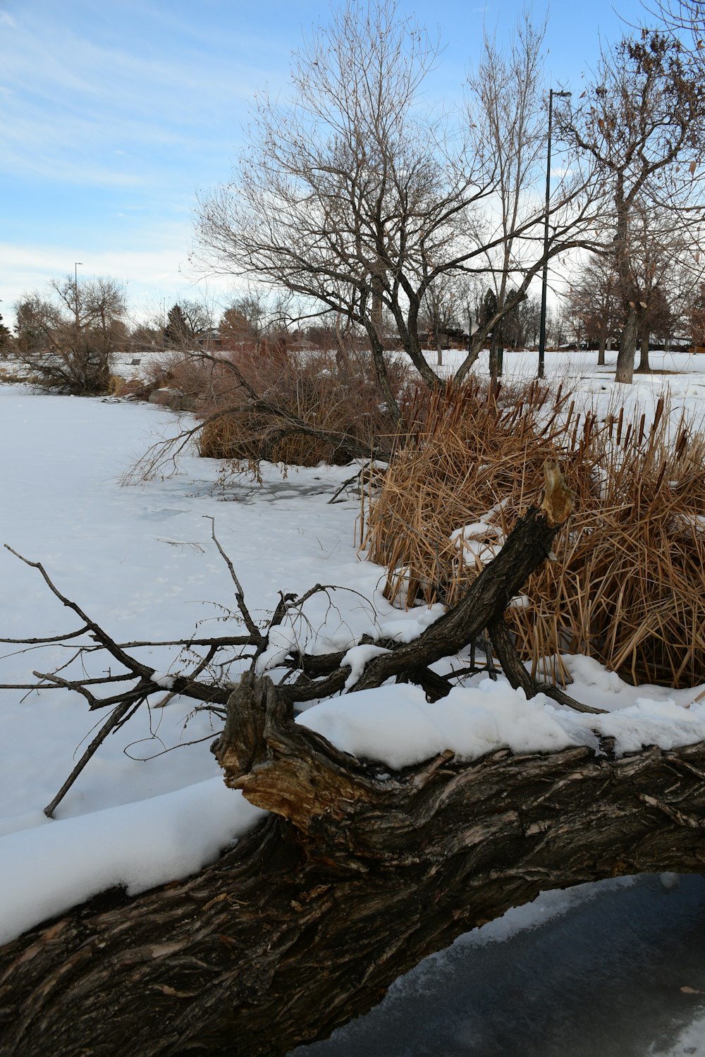 a fallen tree branch in the middle of a snow covered field