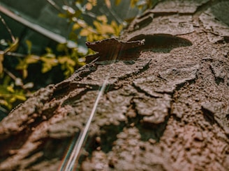 A close-up of a neem tree's textured bark with sunlight filtering through its leaves.