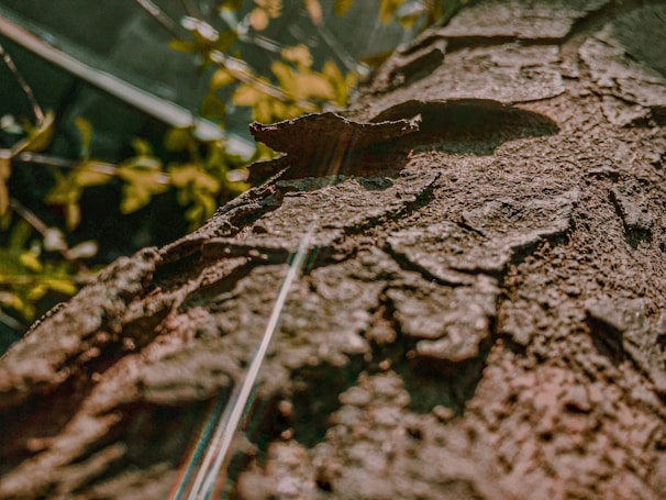 A close-up of a neem tree's textured bark with sunlight filtering through its leaves.