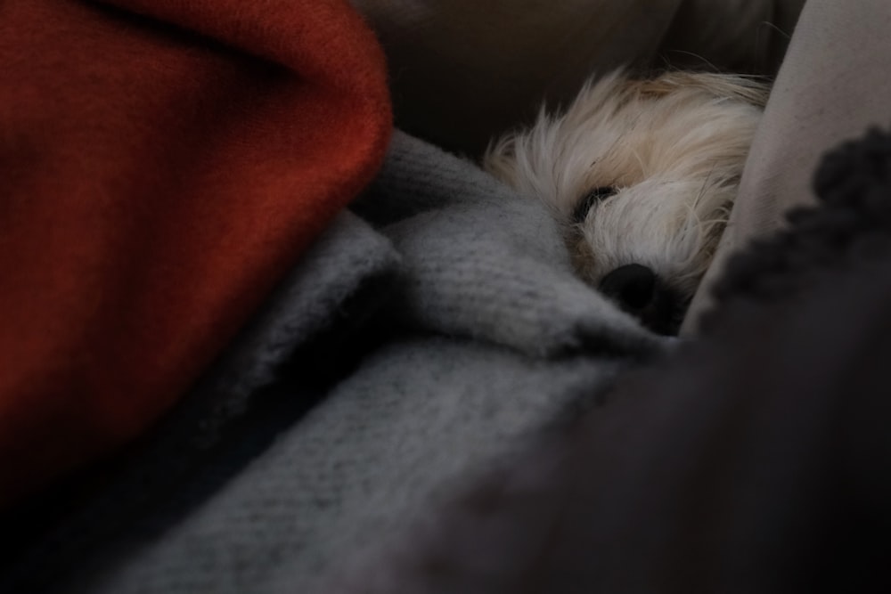 a small white dog laying on top of a blanket