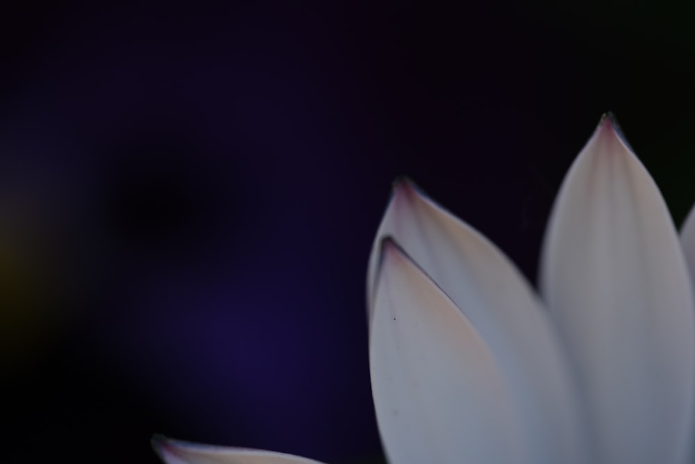 a close up of a white flower with a blurry background