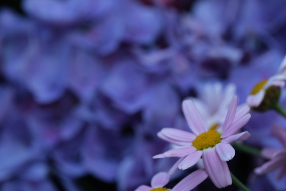 a bunch of purple flowers with yellow centers