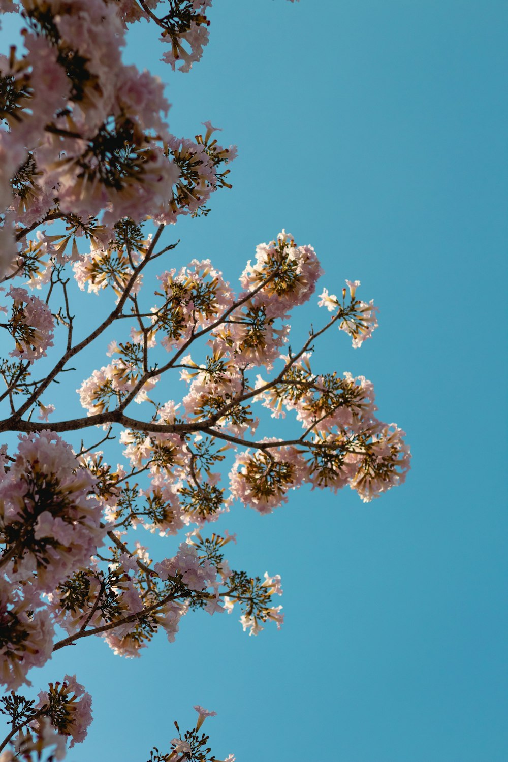 a tree branch with pink flowers against a blue sky