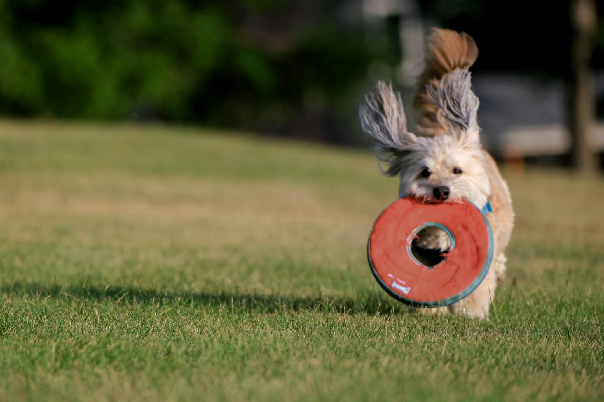 dog with frisbee