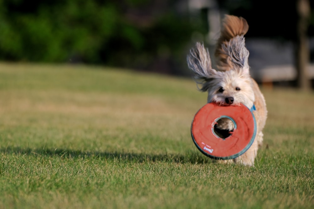 Un perro corriendo con un frisbee en la boca