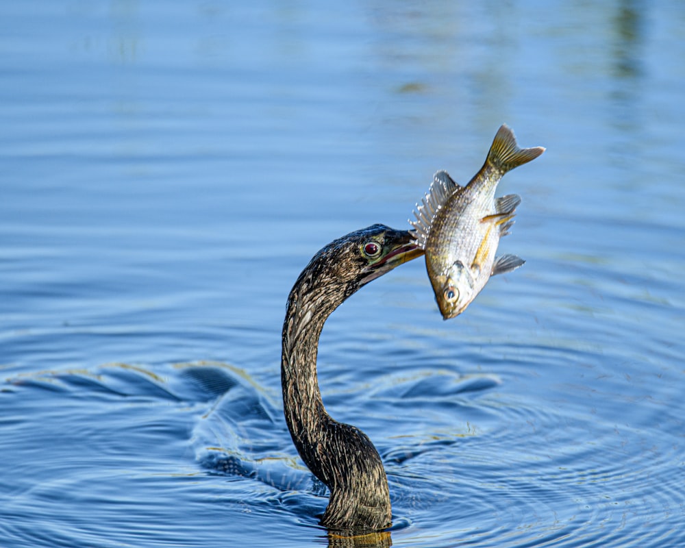 um pássaro está segurando um peixe em sua boca