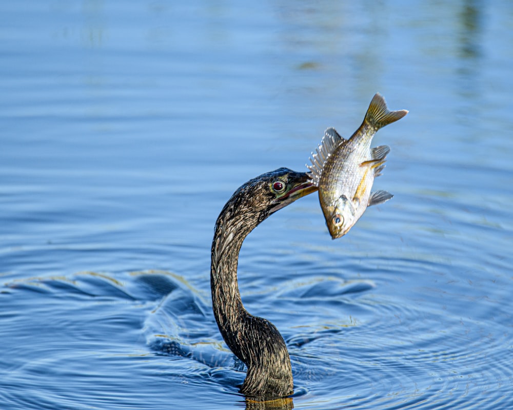 鳥が魚を口に持っている