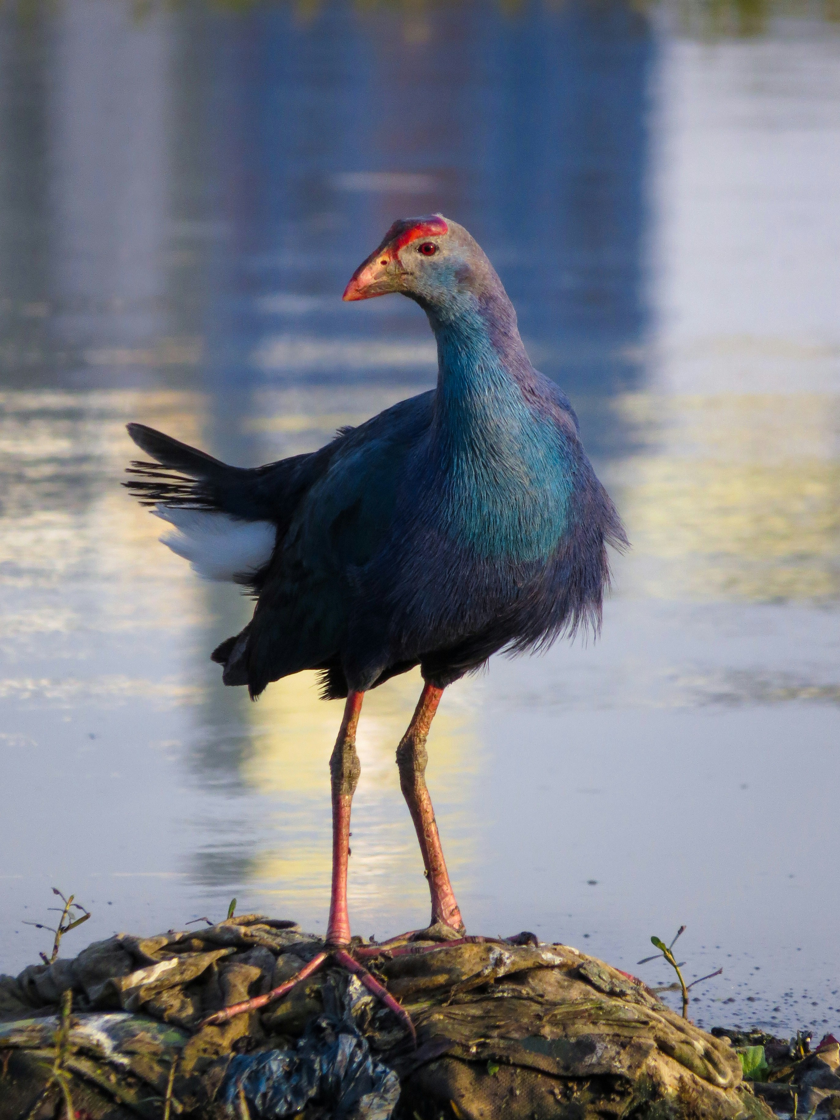 Photo by anandramavath_786