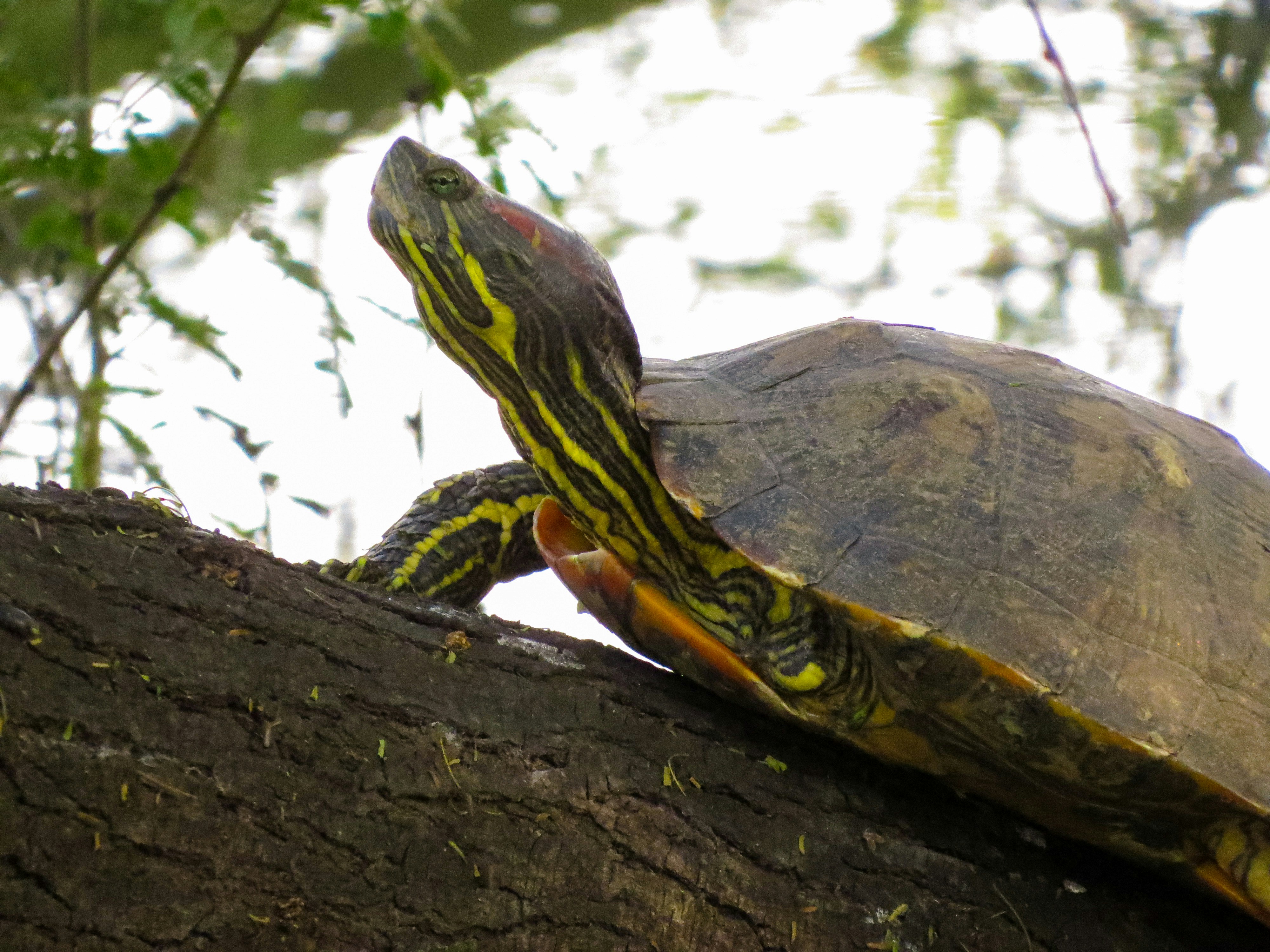 A close up of a turtle on a tree branch photo – Free Animal Image on ...