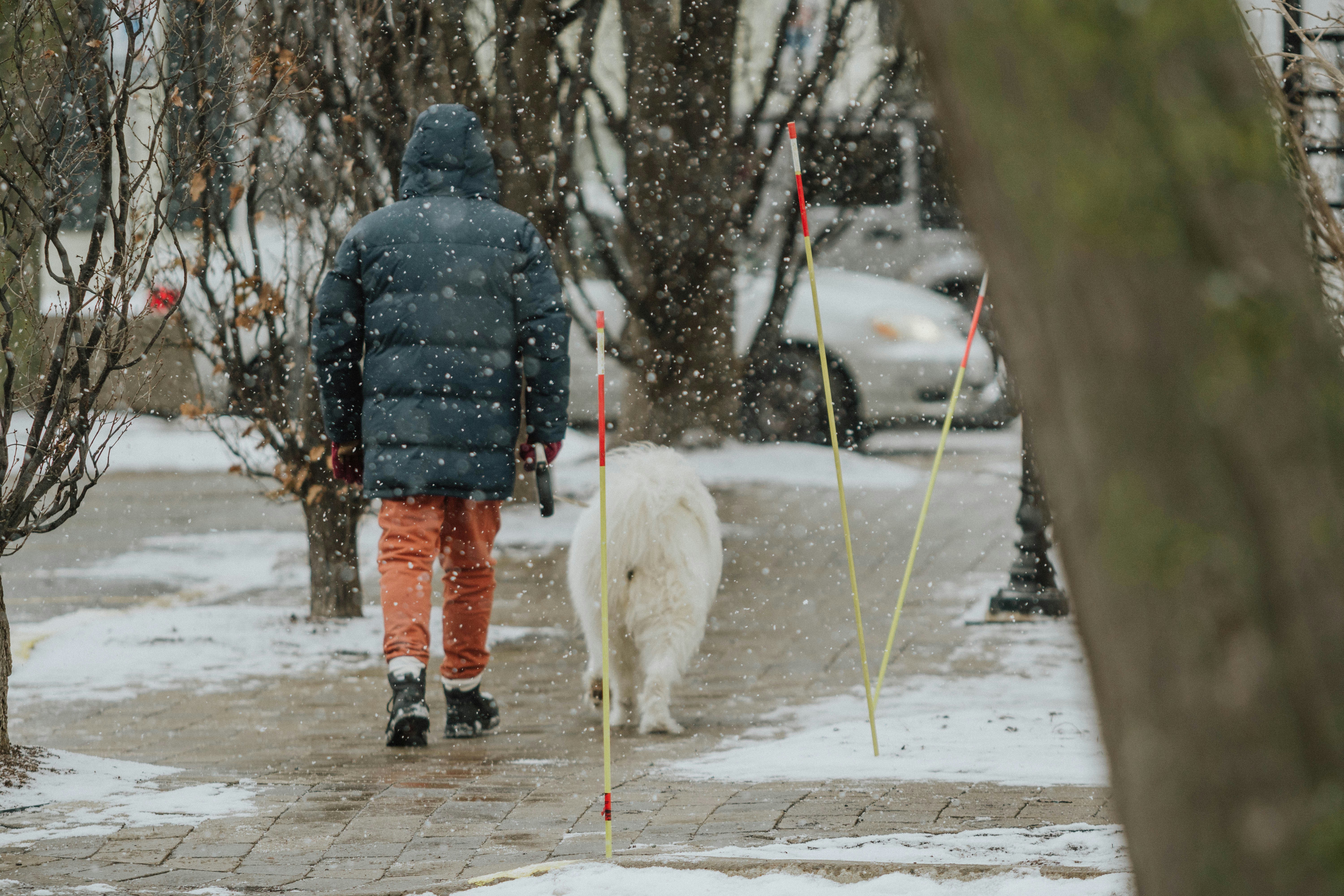 Person wearing a winter coat walking a white dog along a snowy sidewalk during light snowfall.