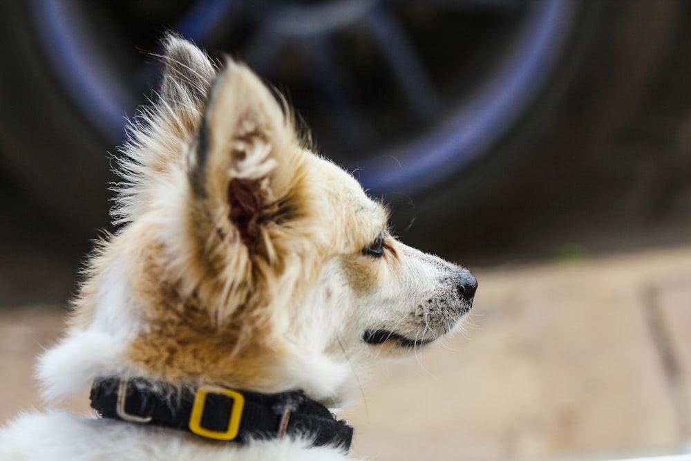 a brown and white dog wearing a black collar