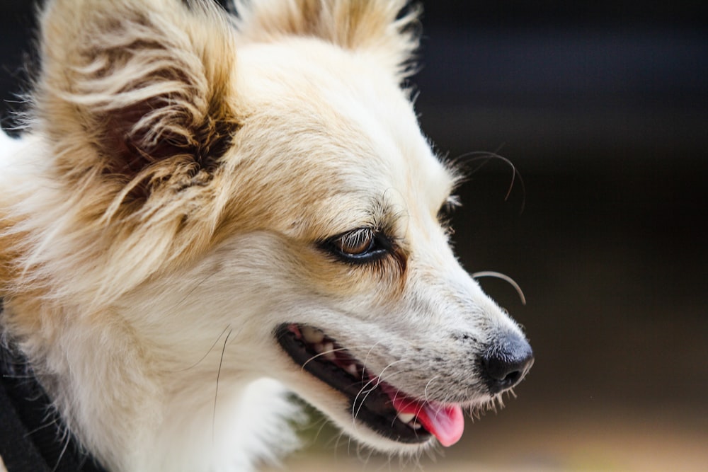 a close up of a dog wearing a collar