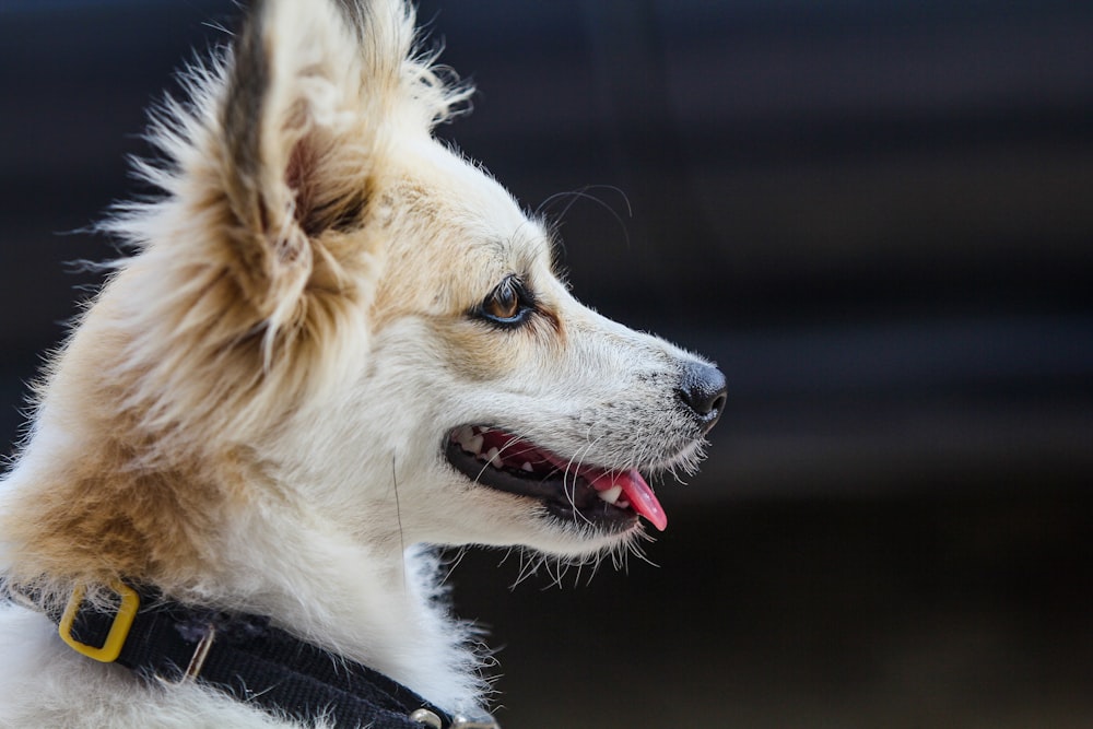 a close up of a dog wearing a collar